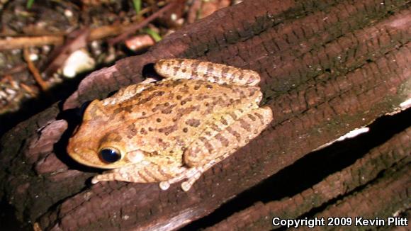 Cuban Treefrog (Osteopilus septentrionalis)