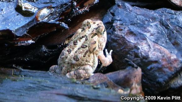 Southern Toad (Anaxyrus terrestris)