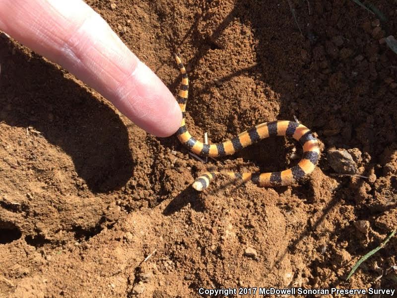 Variable Sandsnake (Chilomeniscus stramineus)