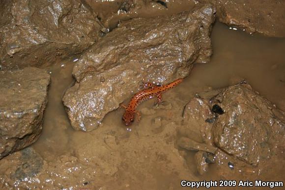 Cave Salamander (Eurycea lucifuga)