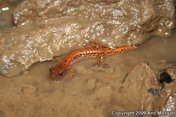 Cave Salamander (Eurycea lucifuga)