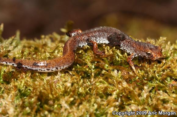 Four-toed Salamander (Hemidactylium scutatum)