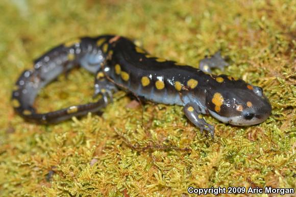 Spotted Salamander (Ambystoma maculatum)