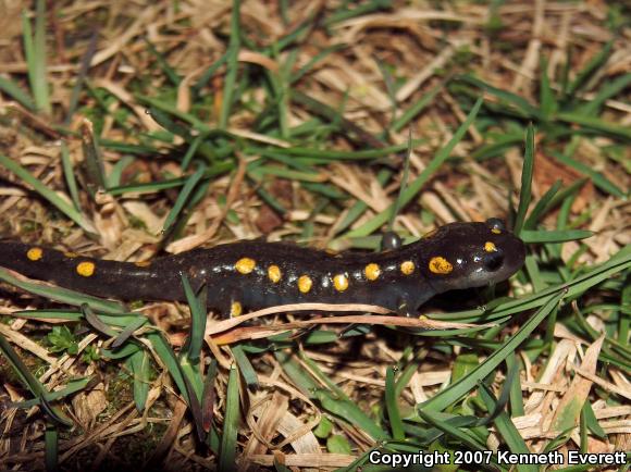 Spotted Salamander (Ambystoma maculatum)