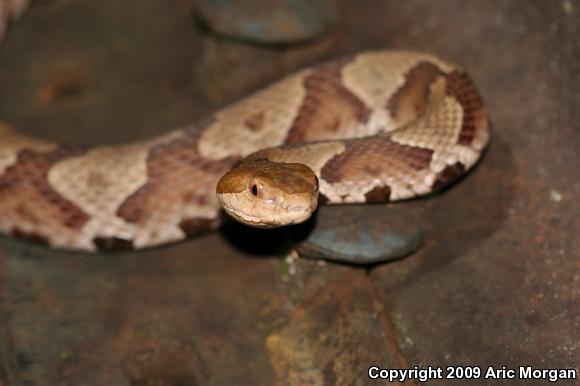 Northern  Copperhead (Agkistrodon contortrix mokasen)