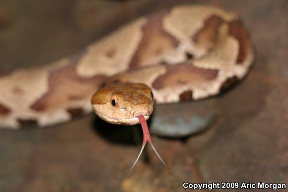 Northern  Copperhead (Agkistrodon contortrix mokasen)