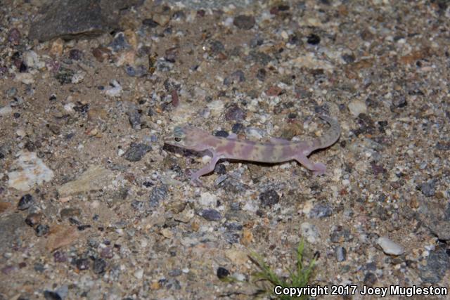 San Diego Banded Gecko (Coleonyx variegatus abbotti)