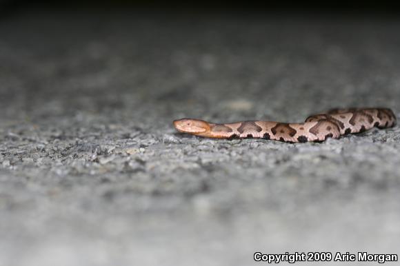 Northern  Copperhead (Agkistrodon contortrix mokasen)