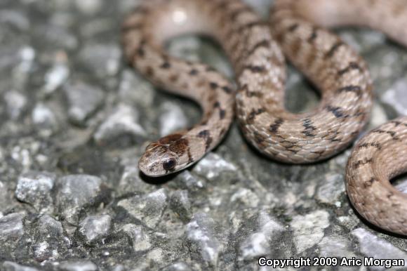 Dekay's Brownsnake (Storeria dekayi)