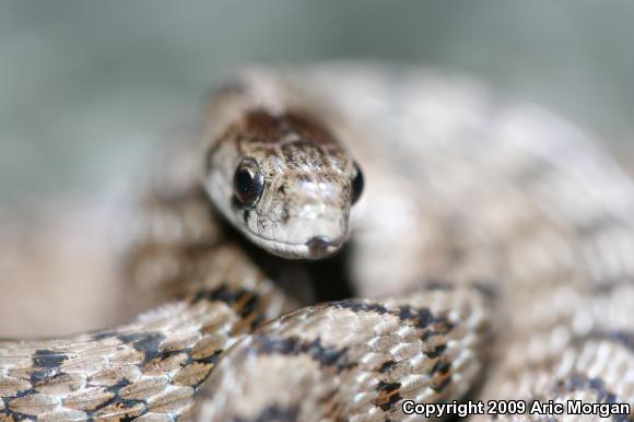 Dekay's Brownsnake (Storeria dekayi)