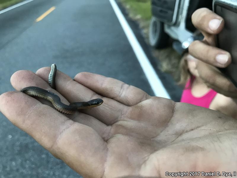 Glossy Crayfish Snake (Regina rigida rigida)