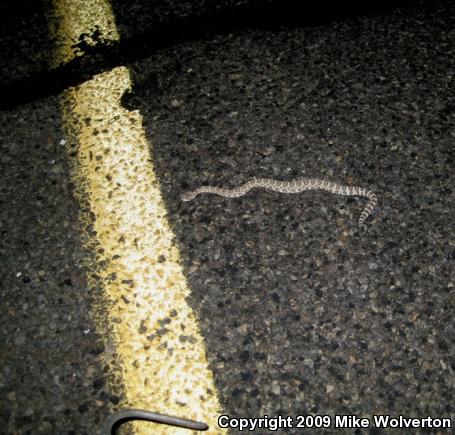 Northern Pacific Rattlesnake (Crotalus oreganus oreganus)