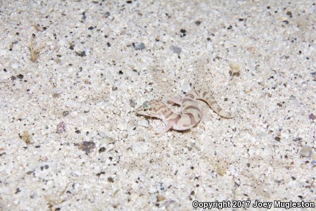 San Diego Banded Gecko (Coleonyx variegatus abbotti)