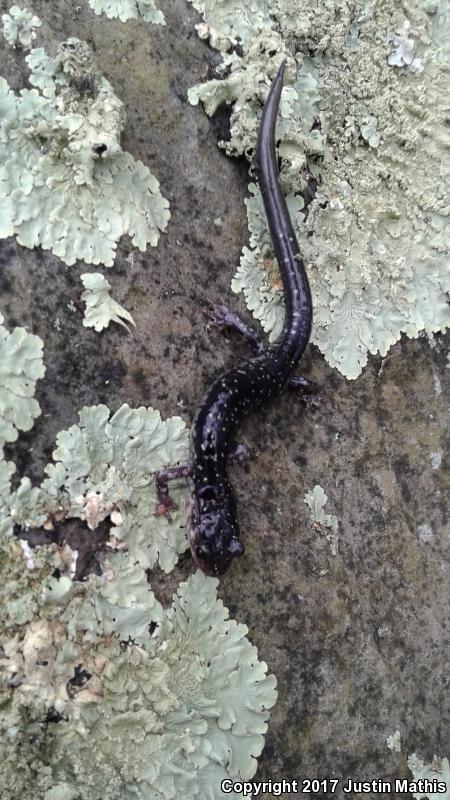 Rich Mountain Salamander (Plethodon ouachitae)