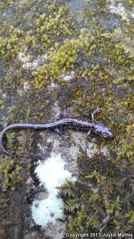 Rich Mountain Salamander (Plethodon ouachitae)