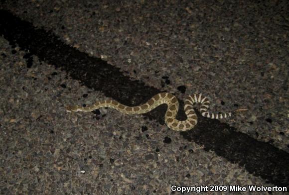 Northern Pacific Rattlesnake (Crotalus oreganus oreganus)