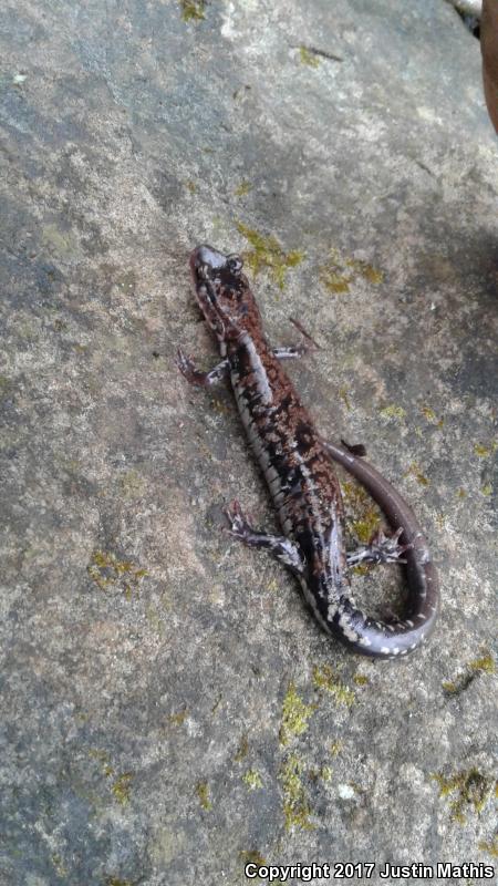 Rich Mountain Salamander (Plethodon ouachitae)