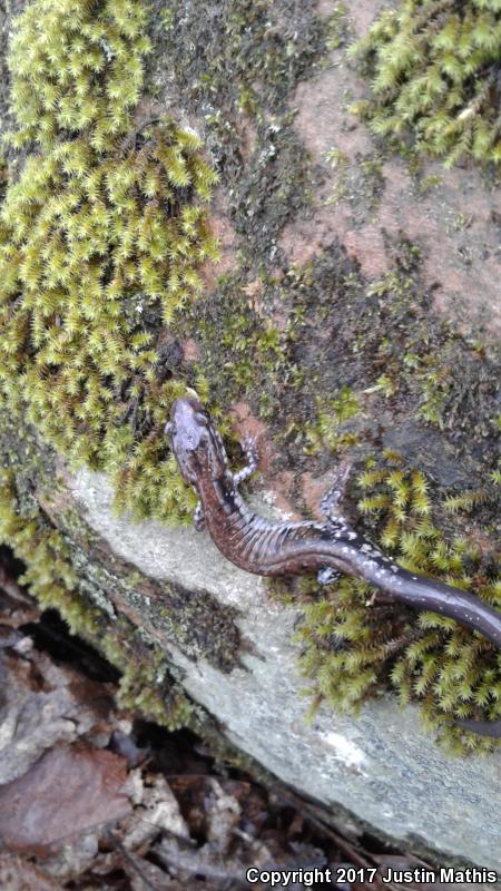 Rich Mountain Salamander (Plethodon ouachitae)