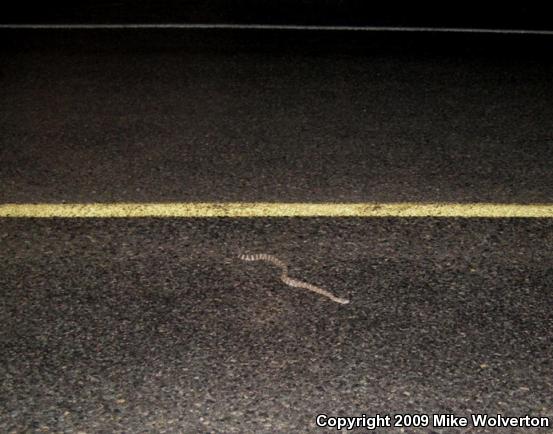 Northern Pacific Rattlesnake (Crotalus oreganus oreganus)