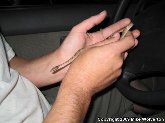 Desert Nightsnake (Hypsiglena chlorophaea deserticola)