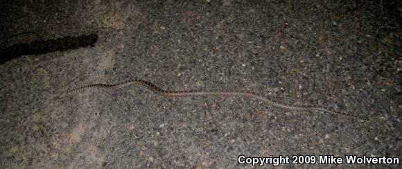 Great Basin Gopher Snake (Pituophis catenifer deserticola)