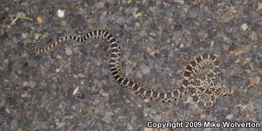 Great Basin Gopher Snake (Pituophis catenifer deserticola)