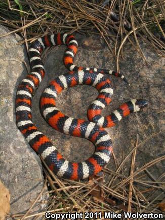 California Mountain Kingsnake (Lampropeltis zonata)