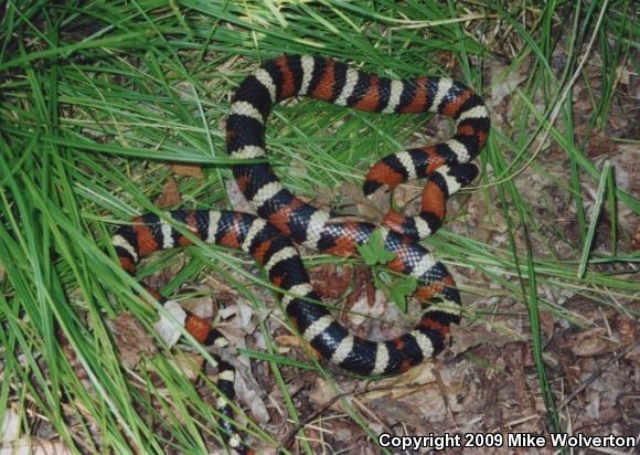 California Mountain Kingsnake (Lampropeltis zonata)