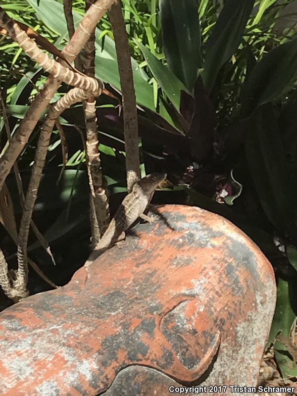 Puerto Rican Crested Anole (Anolis cristatellus cristatellus)