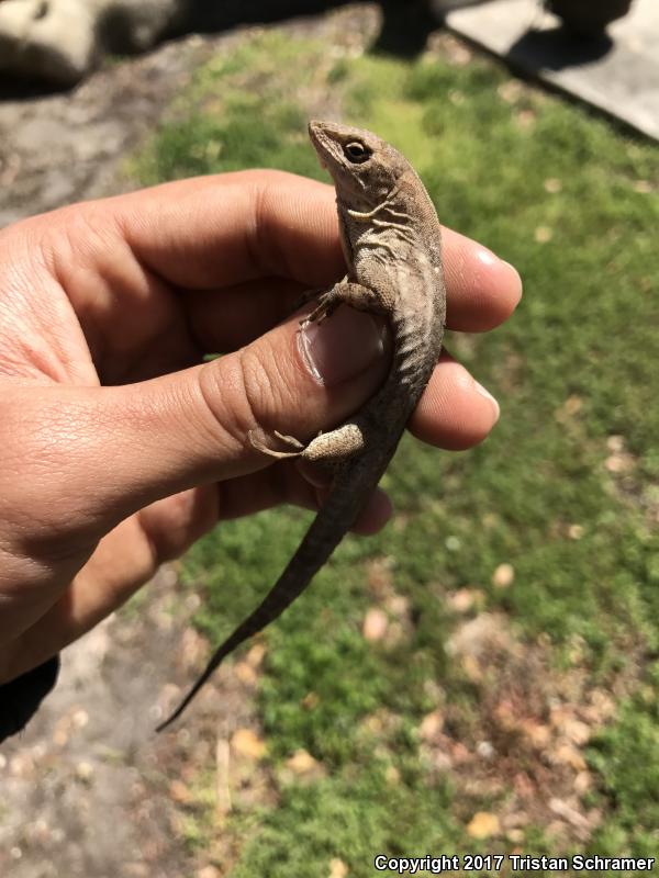 Puerto Rican Crested Anole (Anolis cristatellus cristatellus)