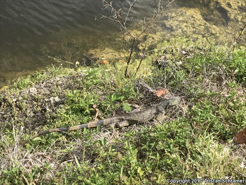 Green Iguana (Iguana iguana)