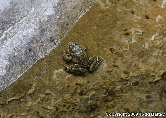 Southern Mountain Yellow-legged Frog (Rana muscosa)