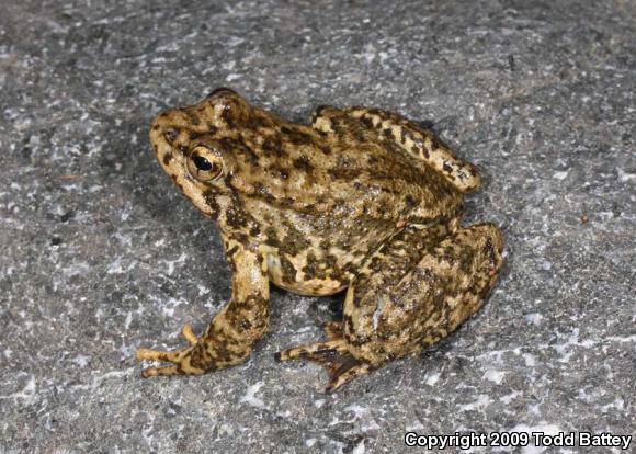 Southern Mountain Yellow-legged Frog (Rana muscosa)