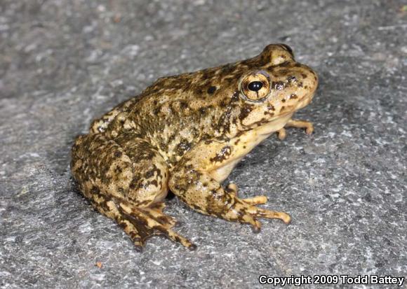 Southern Mountain Yellow-legged Frog (Rana muscosa)