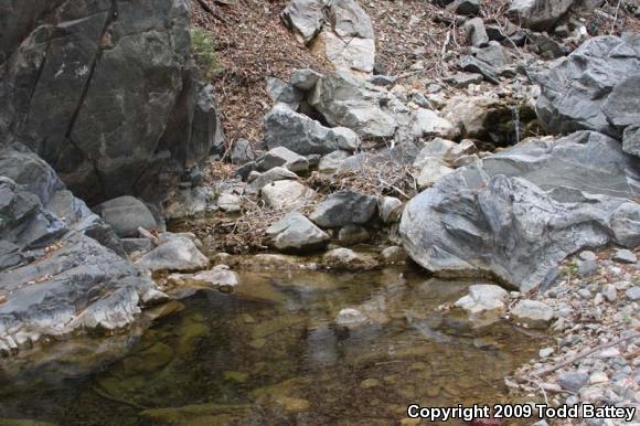 Southern Mountain Yellow-legged Frog (Rana muscosa)