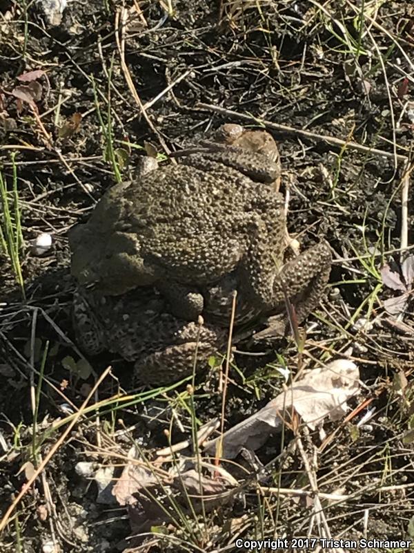 Cane Toad (Rhinella marina)