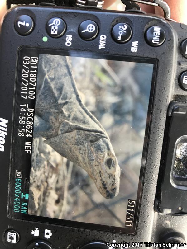 Gray's Spiny-tailed Iguana (Ctenosaura similis)