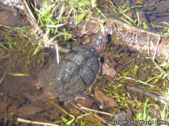 Eastern Snapping Turtle (Chelydra serpentina serpentina)