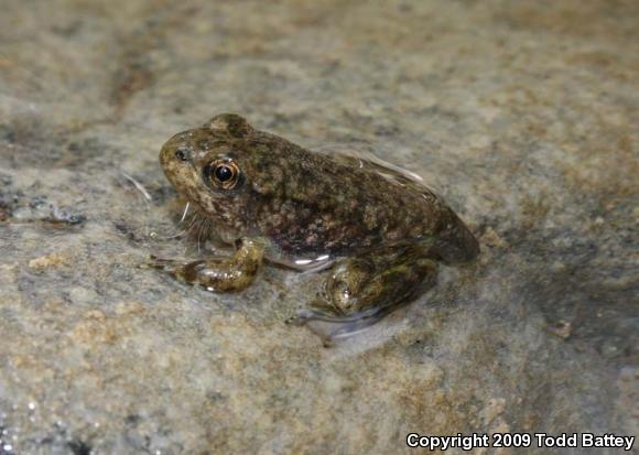 Southern Mountain Yellow-legged Frog (Rana muscosa)