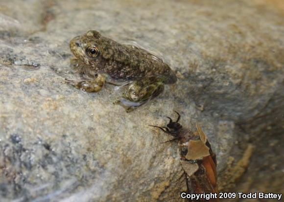 Southern Mountain Yellow-legged Frog (Rana muscosa)