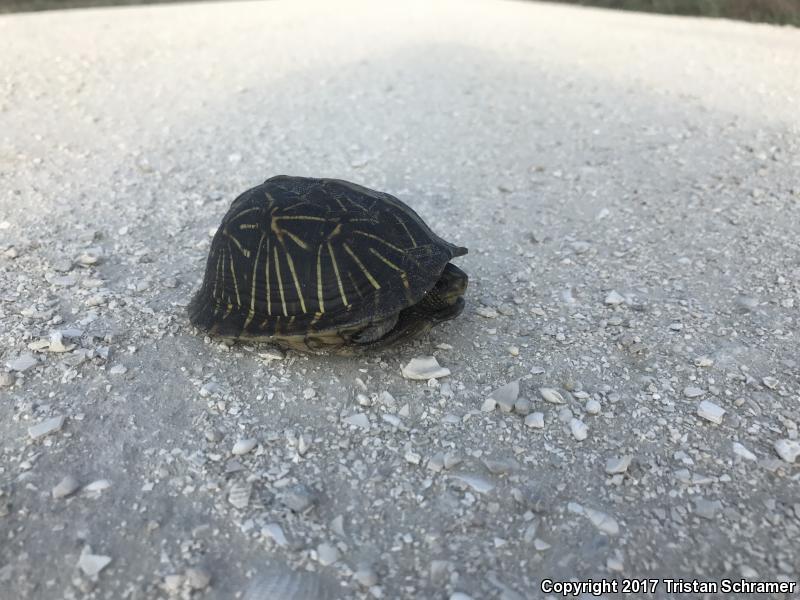 Florida Box Turtle (Terrapene carolina bauri)