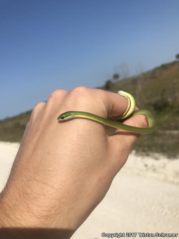 Florida Rough Greensnake (Opheodrys aestivus carinatus)