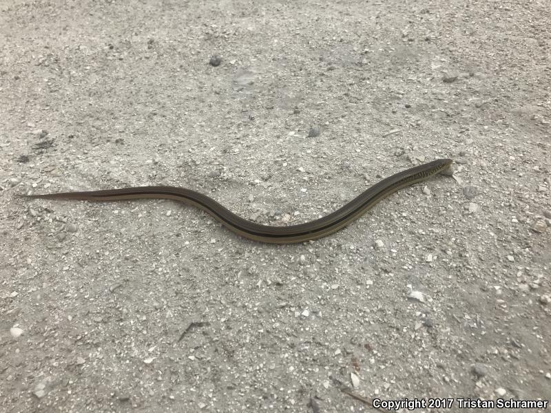 Island Glass Lizard (Ophisaurus compressus)