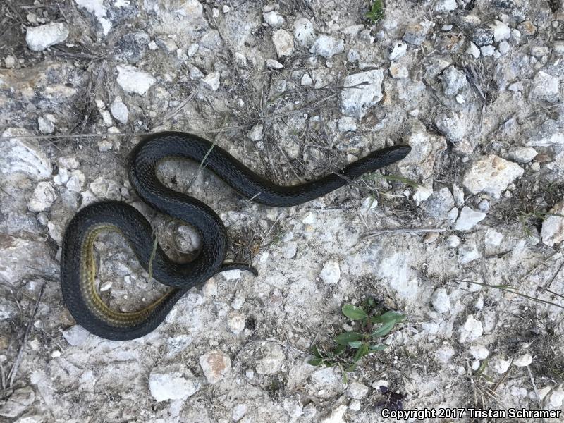 Striped Crayfish Snake (Regina alleni)