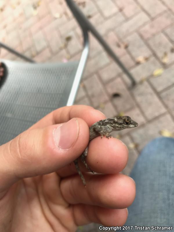 Bark Anole (Anolis distichus)