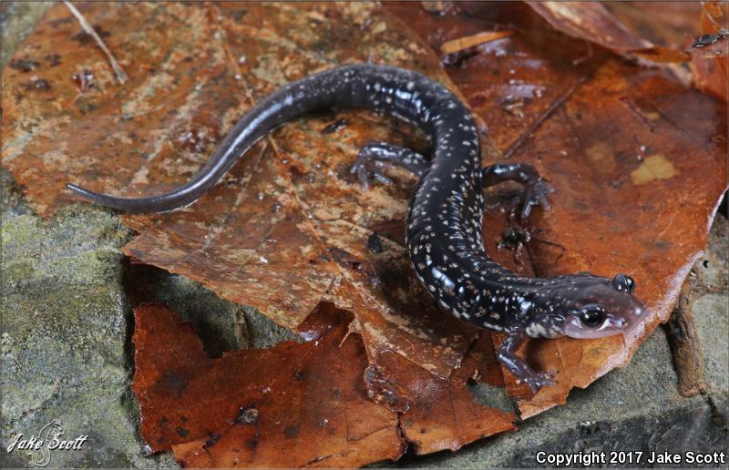 Caddo Mountain Salamander (Plethodon caddoensis)