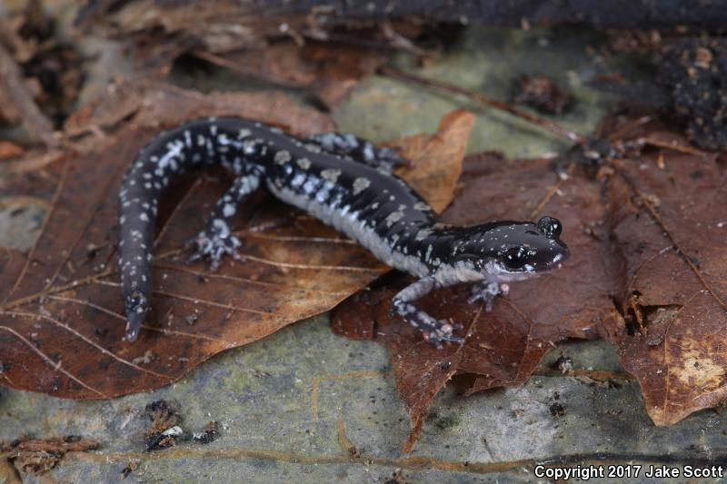 Fourche Mountain Salamander (Plethodon fourchensis)