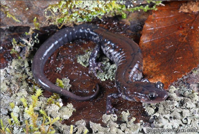 Rich Mountain Salamander (Plethodon ouachitae)