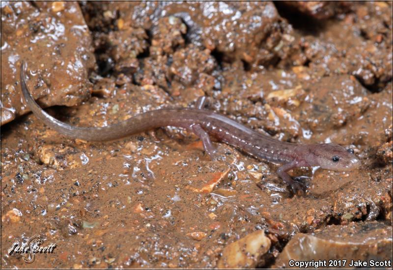 Grotto Salamander (Eurycea spelaea)