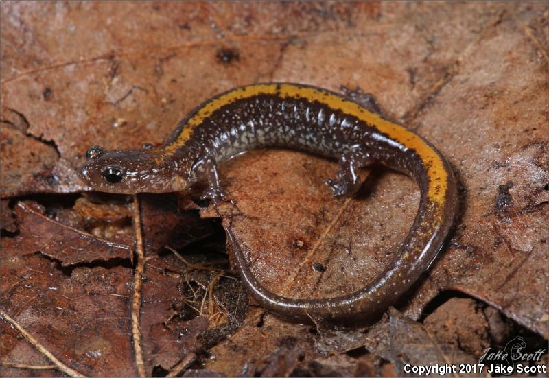 Ozark Zigzag Salamander (Plethodon angusticlavius)